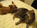 Playful cat and dog fight