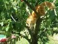 O4MALLEY DANS LES ARBRES