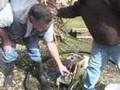 Gasifier on ICE