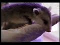 Wildlife Care Center