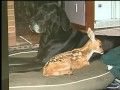 Dog and Deer Share Unusual Lovestory