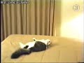 Cat crash