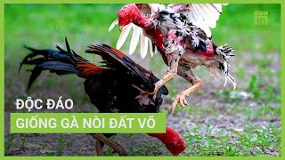 Độc đáo gà nòi đất Võ Bình Định