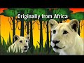 Five News | Cute White Lion Cubs