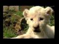 Five News   Cute White Lion Cubs