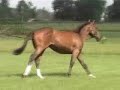 NLF Trulee Catwalkin APHA