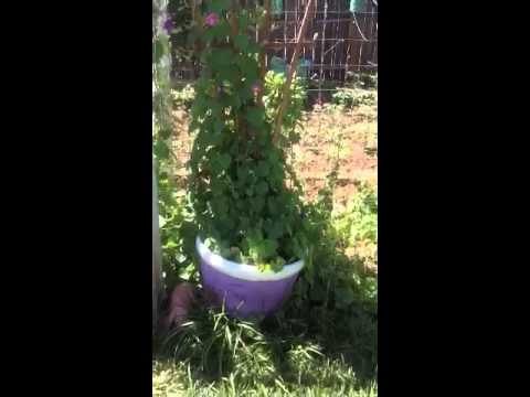 how to transplant morning glories