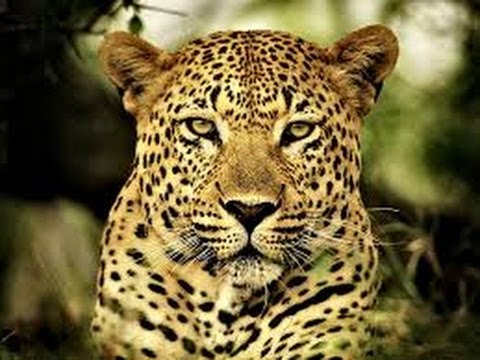Drenched and Dry Africa (African Wildlife Documentary)