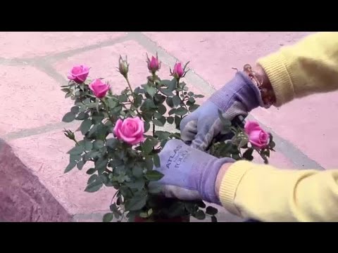 how to prune and replant roses