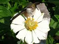 Hummingbird Star