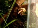 Tree Boa Attacks Chick