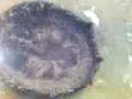 jelly__fish