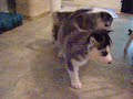 Malamute puppies 5 wks 1 day