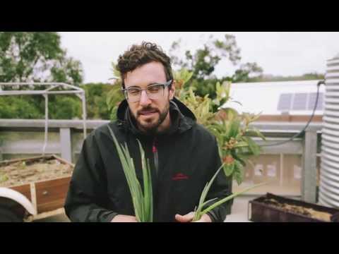 how to harvest spring onion