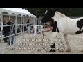 Rdv Éthologiques La Cense 2011 - Equifeel Dimanche