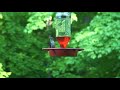Hummingbird AM