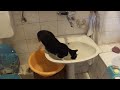 Bathroom cat