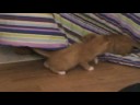 Kittens play in blanket Kittens play in blanket