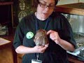 Adorable Screech Owl!