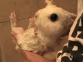 Bunny Bath