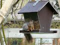 Squirrel eating