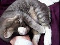 眠りネコ動画