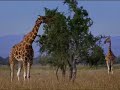 Animal activist Joanna Lumley on giraffe conservation project - BBC wildlife Animal activist Joanna Lumley on giraffe conservation project - BBC wildlife