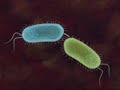 Bacterial Conjugation