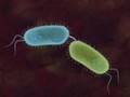 Bacterial Conjugation