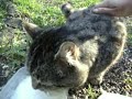 Vildkatten Fritz dricker kattmjölk så det skvätter!