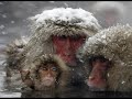 Gheorghe Zamfir   Winter