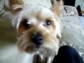 videos de Joey the Yorkie