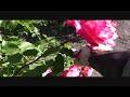 Deadheading Roses in a Public Display Garden, Part 1