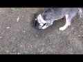 Digging dog