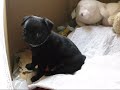 Maximus falling asleep