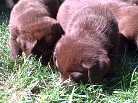 Chocolate lab puppies play outside for first time