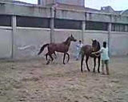 سثنس