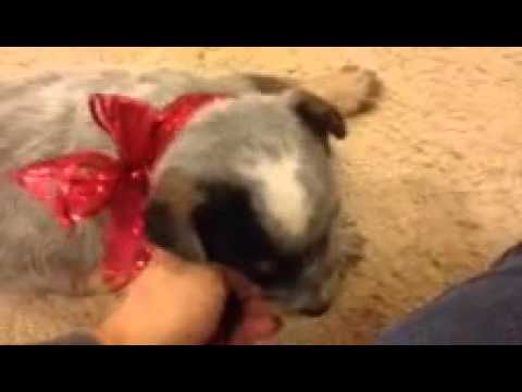CKC Registered Male Blue Heeler