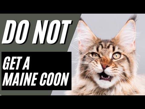 7 Reasons You SHOULD NOT Get A Maine Coon