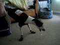 videos de Boots