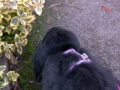 Bentley-Bun\ Bentley-Bun\