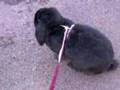 Bentley-Bun's first outing