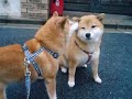 見ているとバカバカしくなるほど仲良しさんです