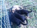 8 week old GSD pups out of Savanah & Goliath - Available`