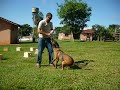 canilcaraibas.com