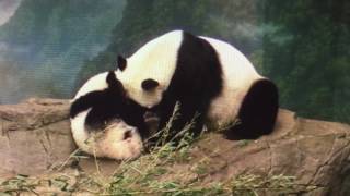 Smithsonian National Zoo