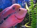 1858 Red Dragon Flowerhorn WJY \" Fuk Luk Sau \" 1858 Red Dragon Flowerhorn WJY \" Fuk Luk Sau \"