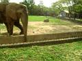 O elefante mais simpático do mundo!!!