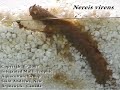 Nereis virens feeding on salmon feces Nereis virens feeding on salmon feces