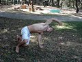 capoeira cdo -instrutor Cabe��o-Brasil SP